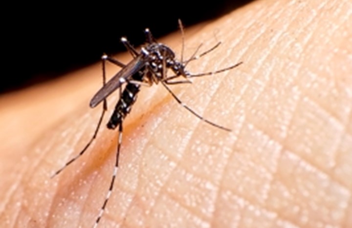 Zika graphic